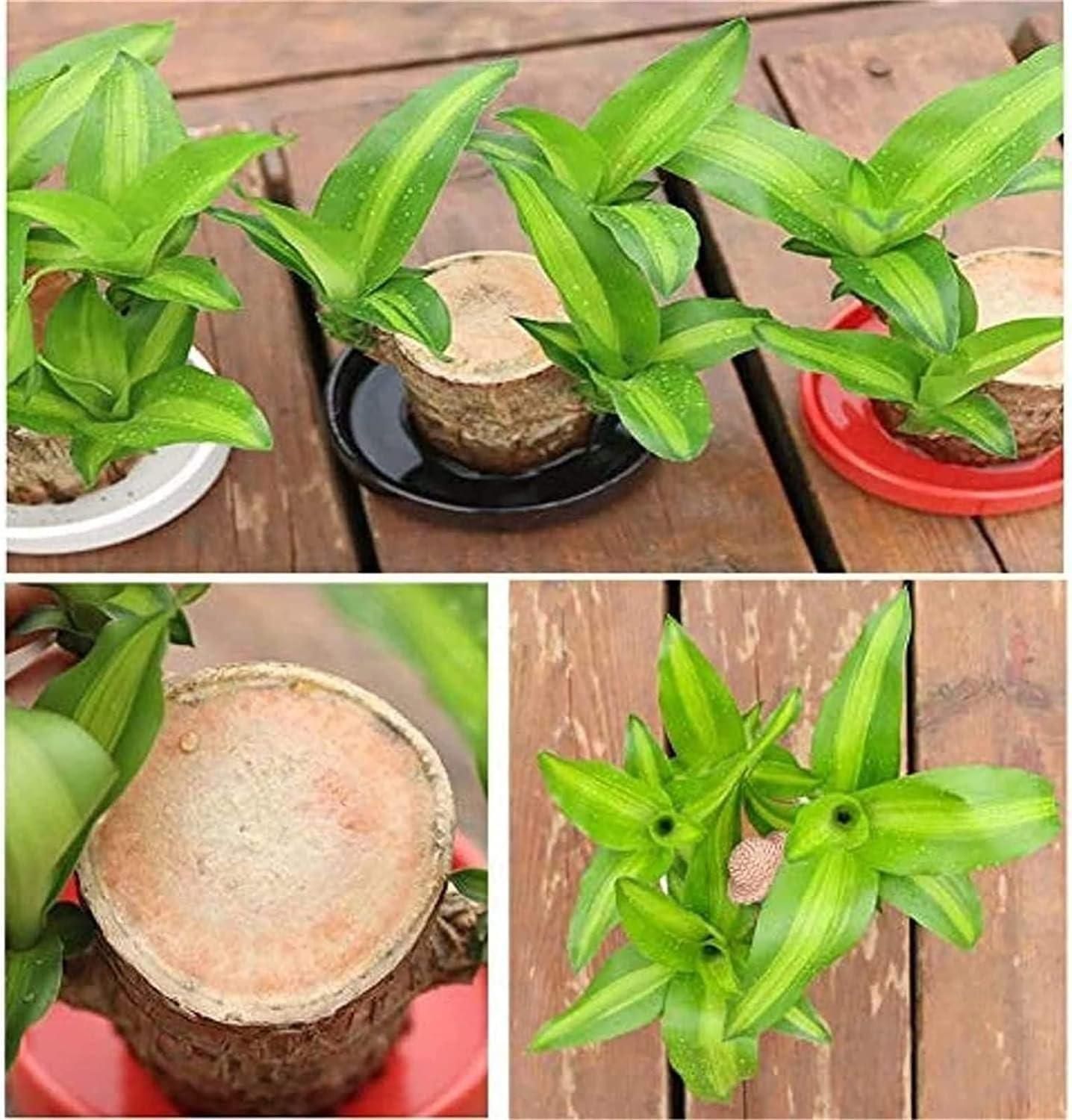 Brazilian Lucky Wood Plant | Indoor Water Plant for Home & Office Decor