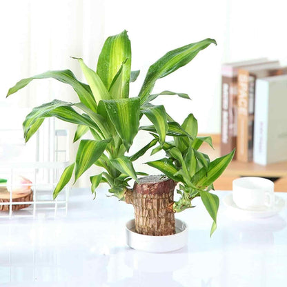 Brazilian Lucky Wood Plant | Indoor Water Plant for Home & Office Decor