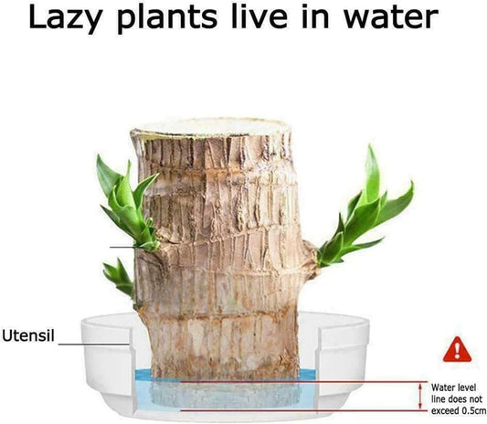 Brazilian Lucky Wood Plant | Indoor Water Plant for Home & Office Decor