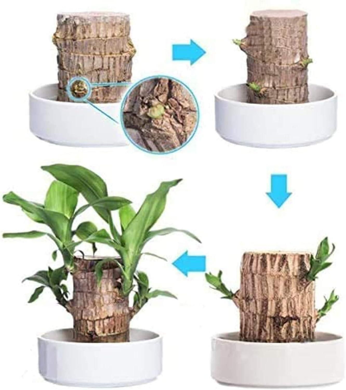 Brazilian Lucky Wood Plant | Indoor Water Plant for Home & Office Decor